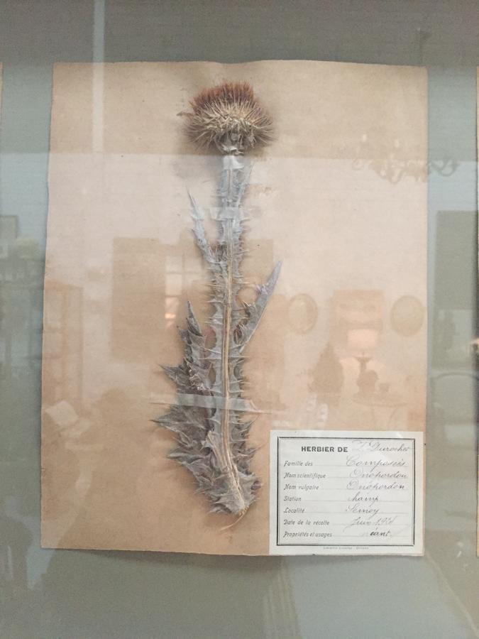 Pair of Framed French Herbaria