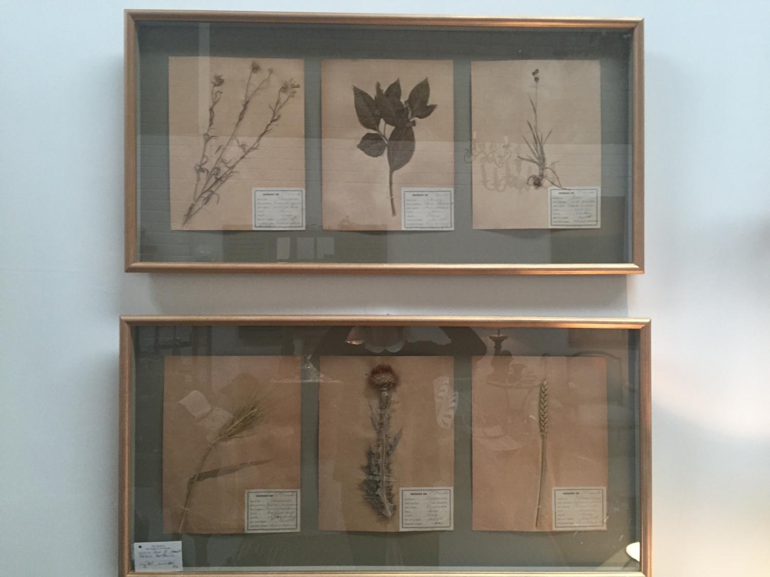 Pair of Framed French Herbaria