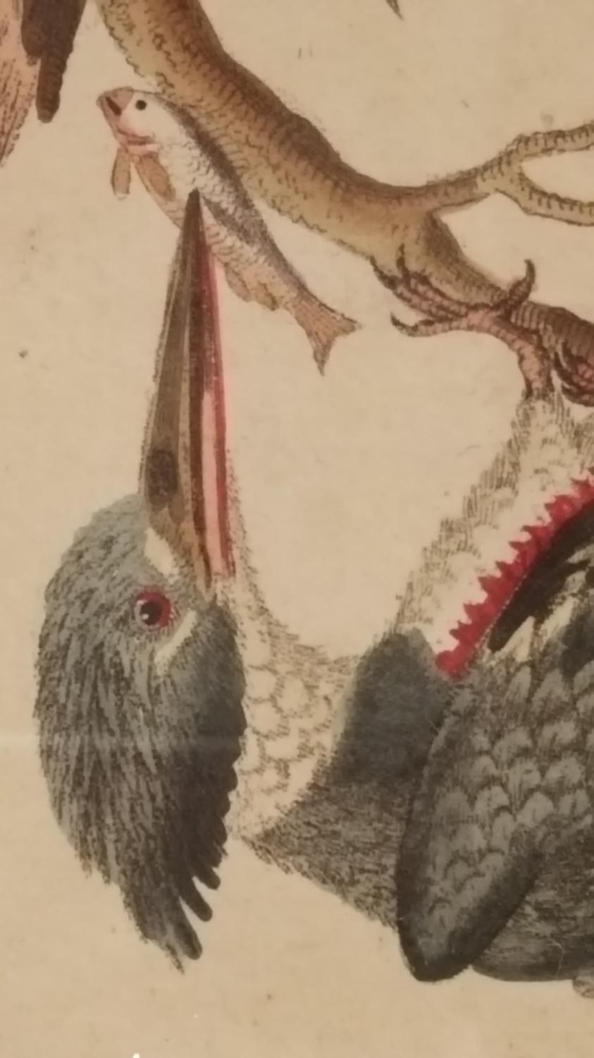 Set of four 18th C Ornithological Prints