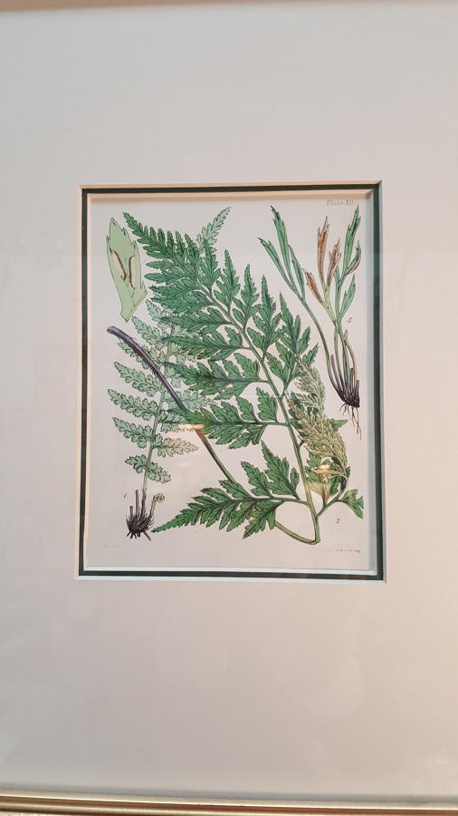 Set of 4 Antique Prints of Ferns