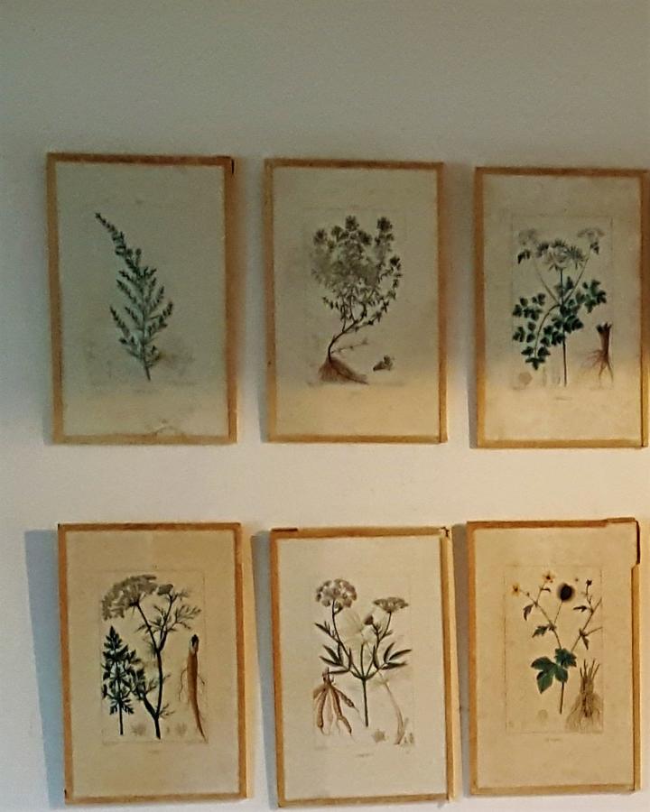 French Botanical Engravings