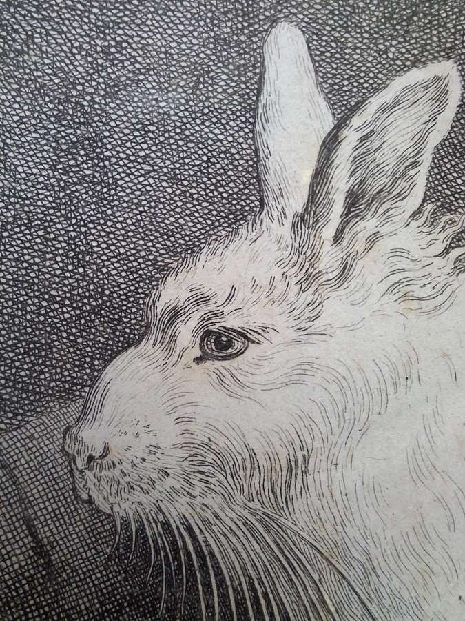 18th century French print of an "Angora Rabbit"